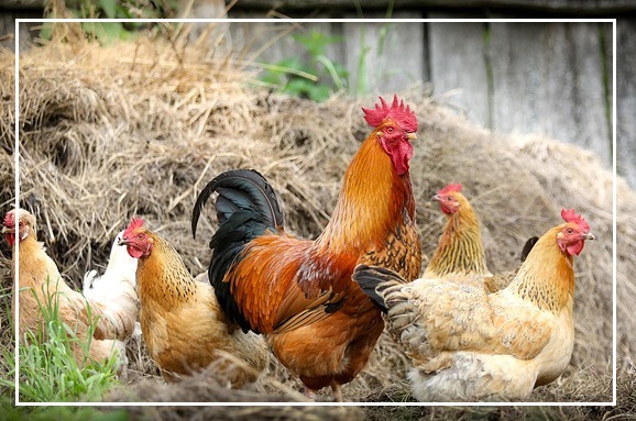 chickens-2522623_640.jpg